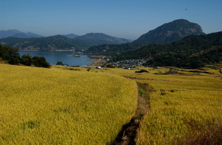 댐주변황금들넋