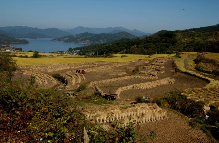 댐주변황금들넋