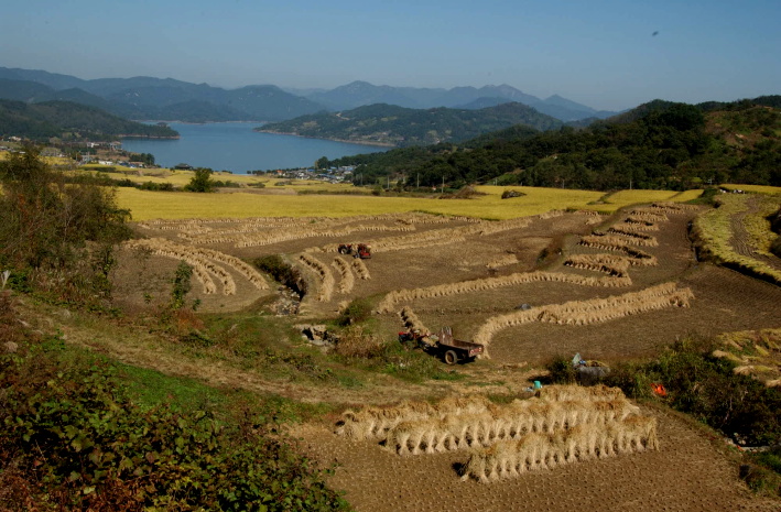 댐주변황금들넋