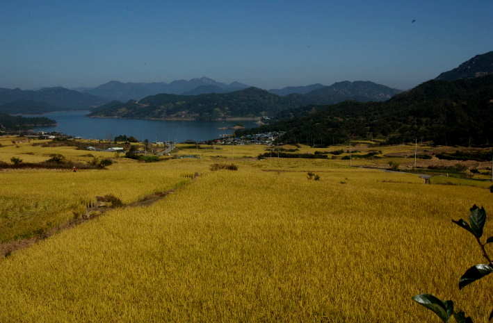 댐주변황금들넋