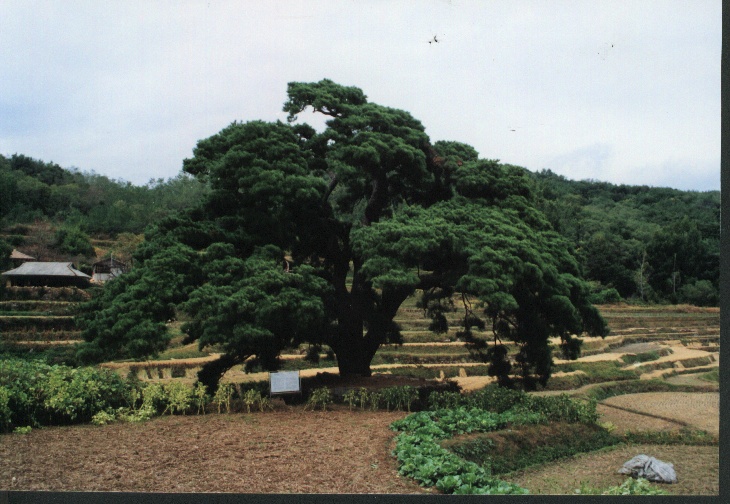 HC합천소나무.