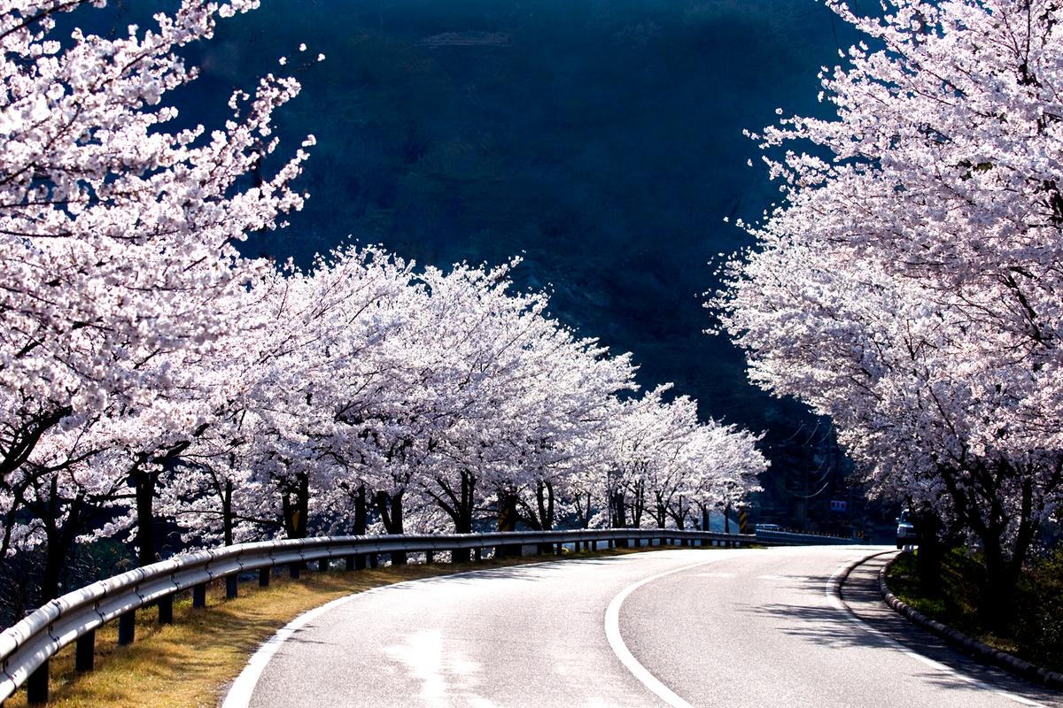 합천6경 백리벚꽃길