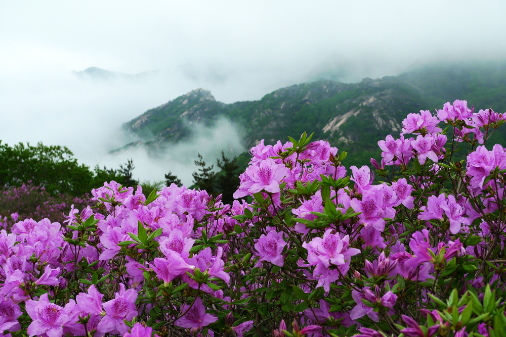 황매산 철쭉