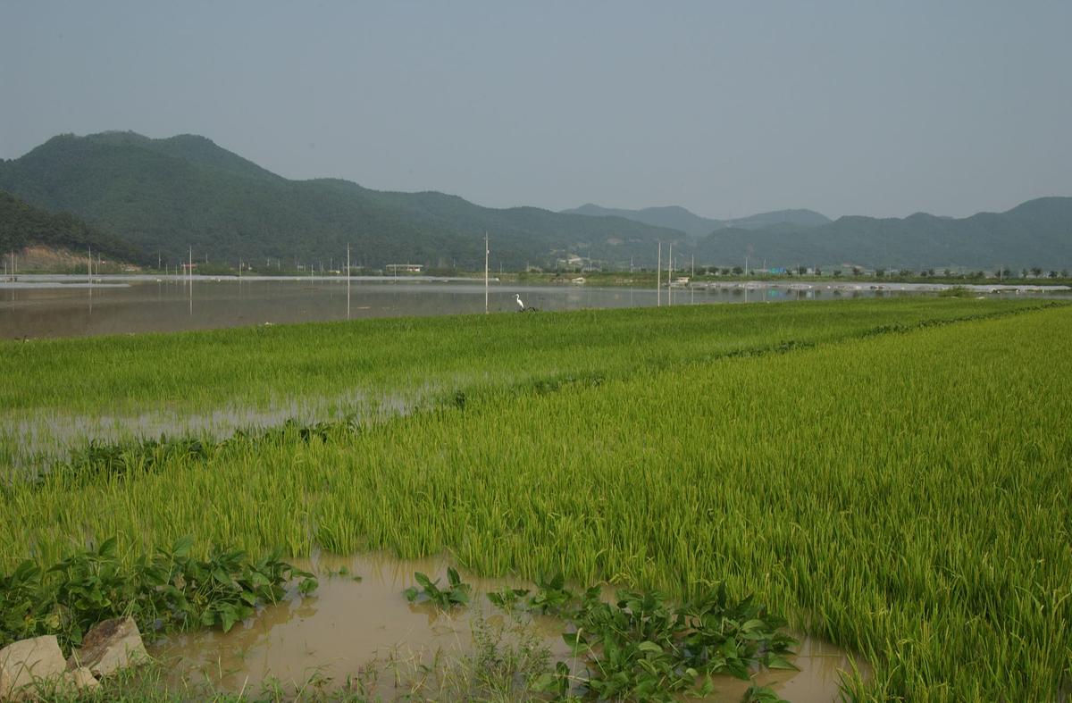 루사