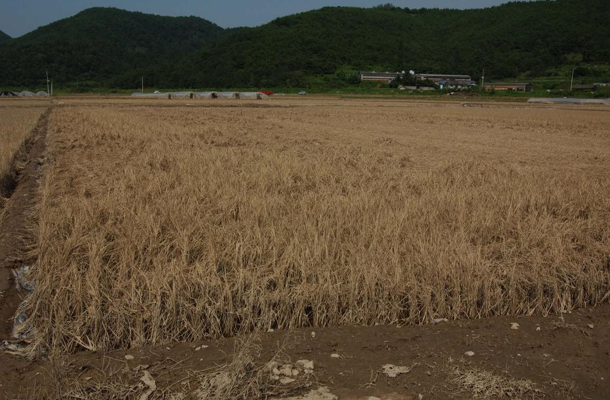 수해