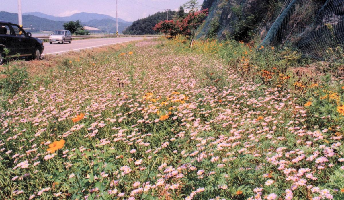 HC군보합천꽃길