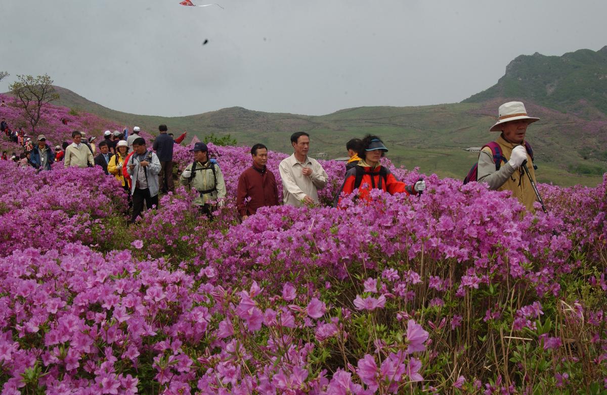 2005황매산철쭉 -1