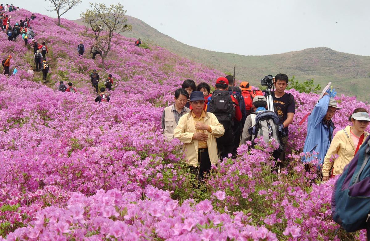 2005황매산철쭉 -1