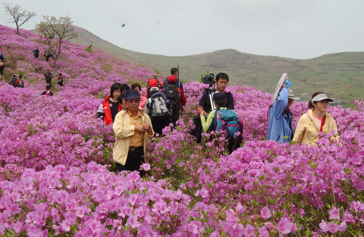 2005황매산철쭉 -1