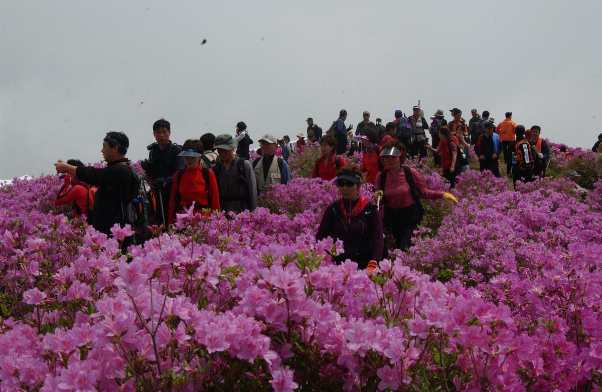 2005황매산철쭉 -1