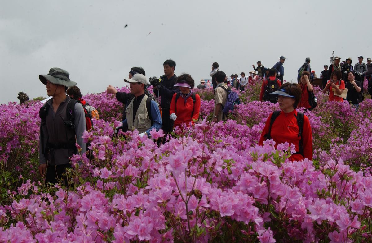 2005황매산철쭉 -1