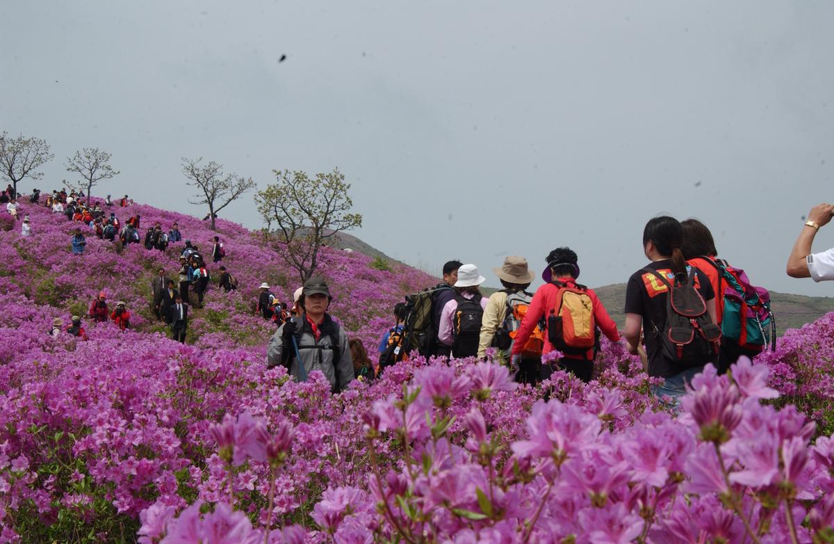 2005황매산철쭉 -1