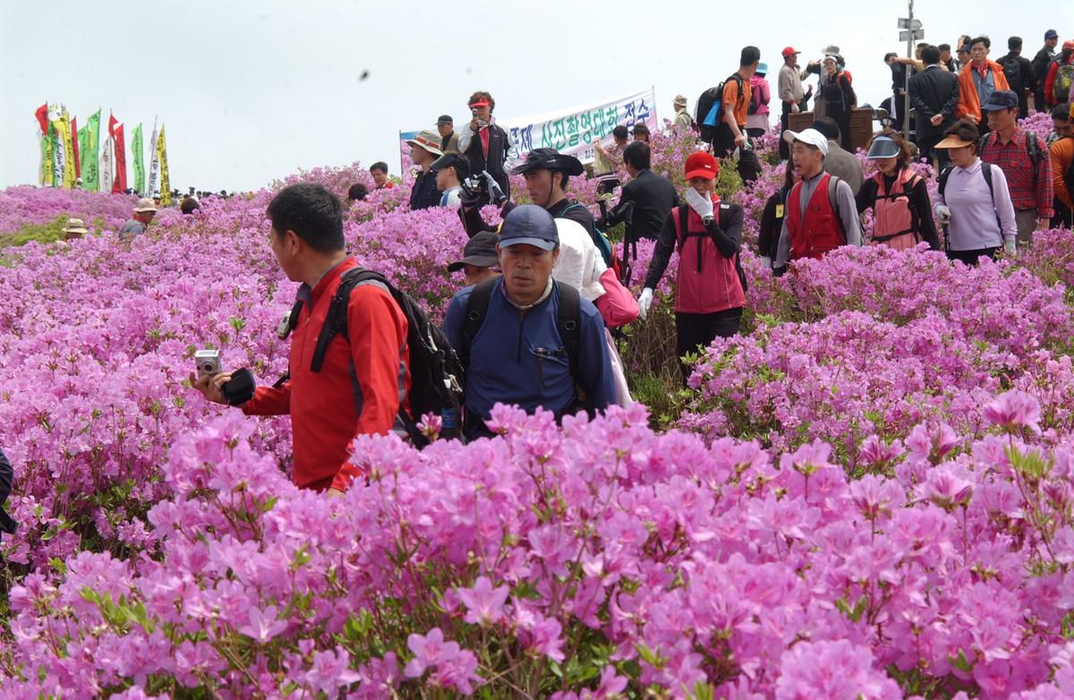 2005황매산철쭉 -1