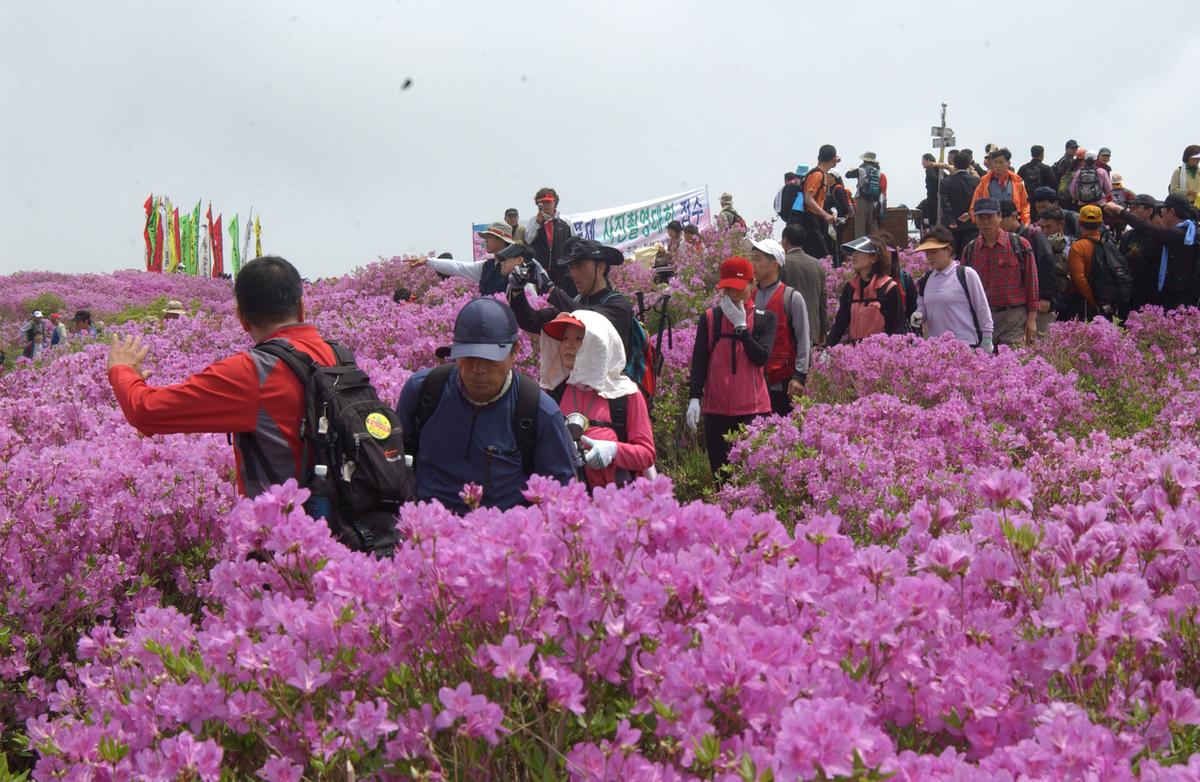 2005황매산철쭉 -1