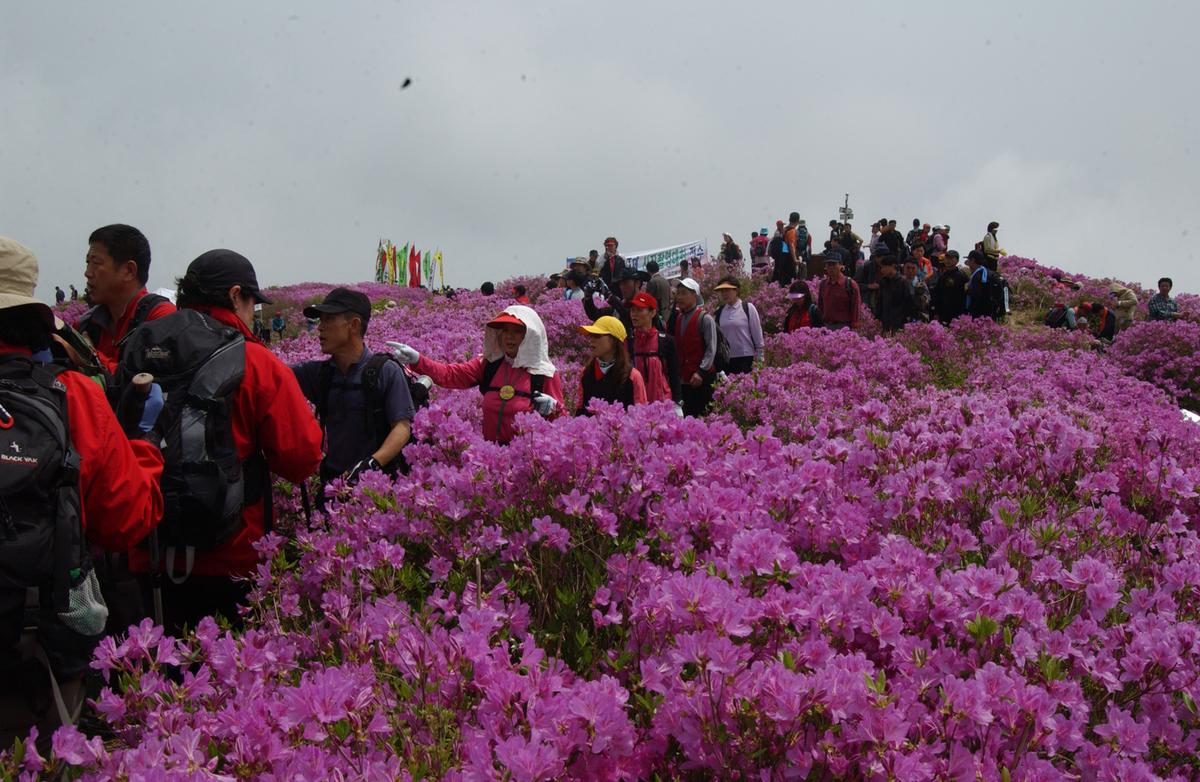 2005황매산철쭉 -1