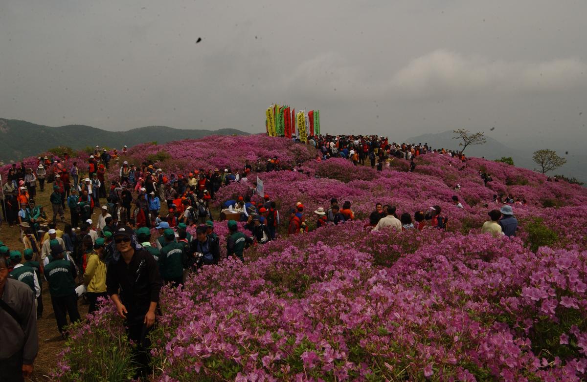 2005황매산철쭉 -2