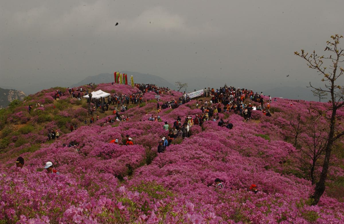2005황매산철쭉 -2