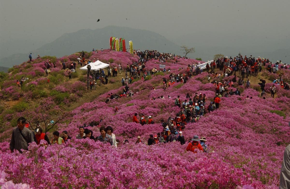 2005황매산철쭉 -2