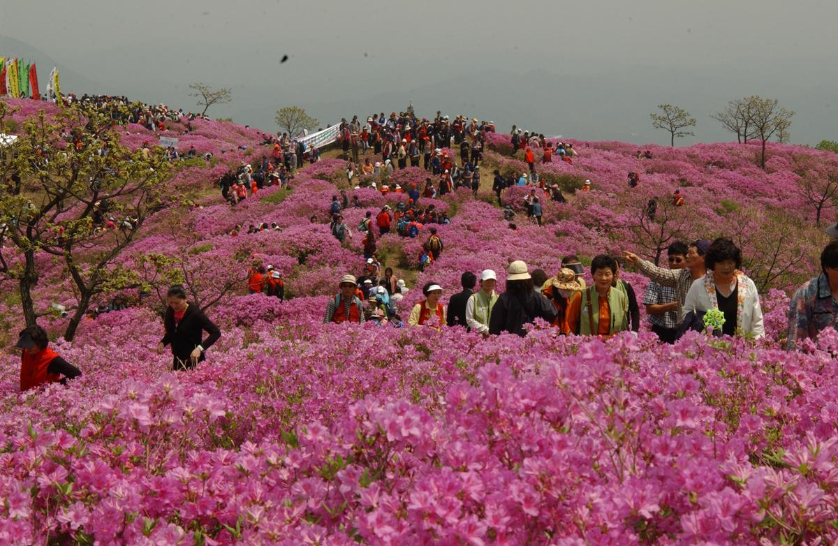2005황매산철쭉 -2