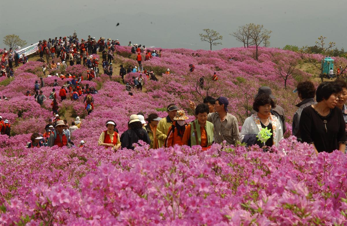 2005황매산철쭉 -2