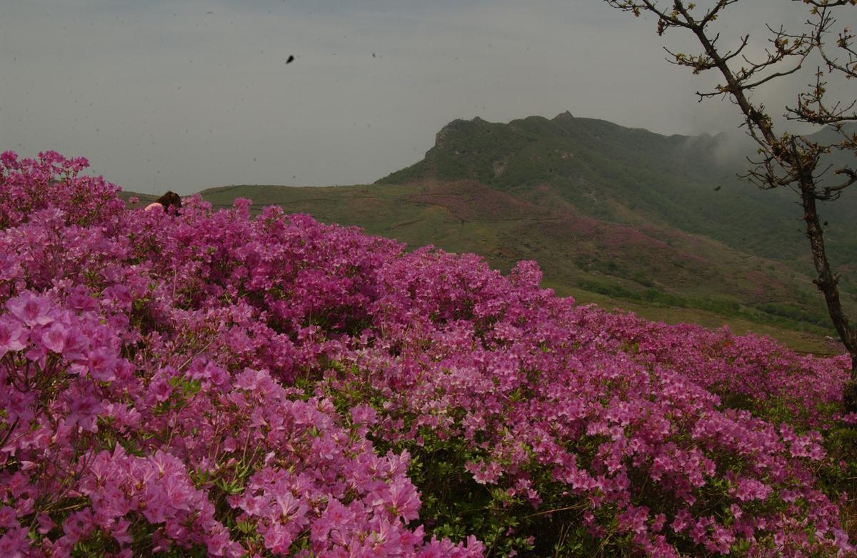 2005황매산철쭉 -2