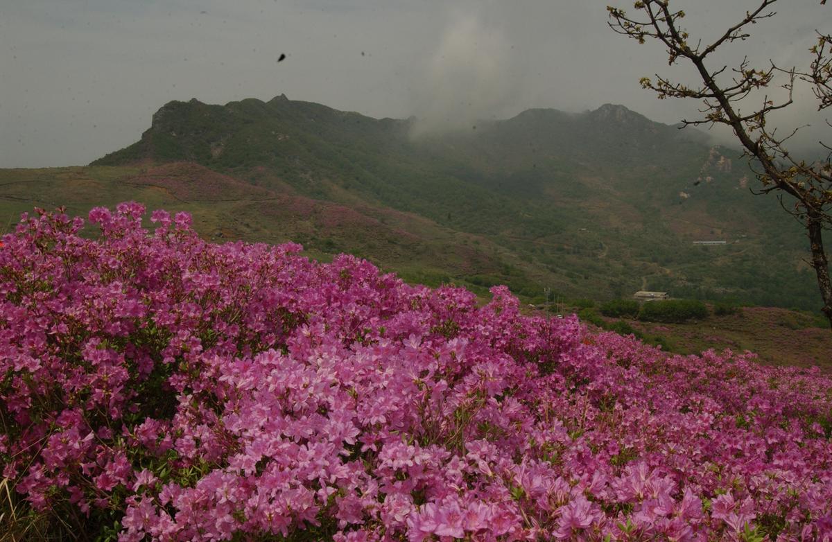 2005황매산철쭉 -2