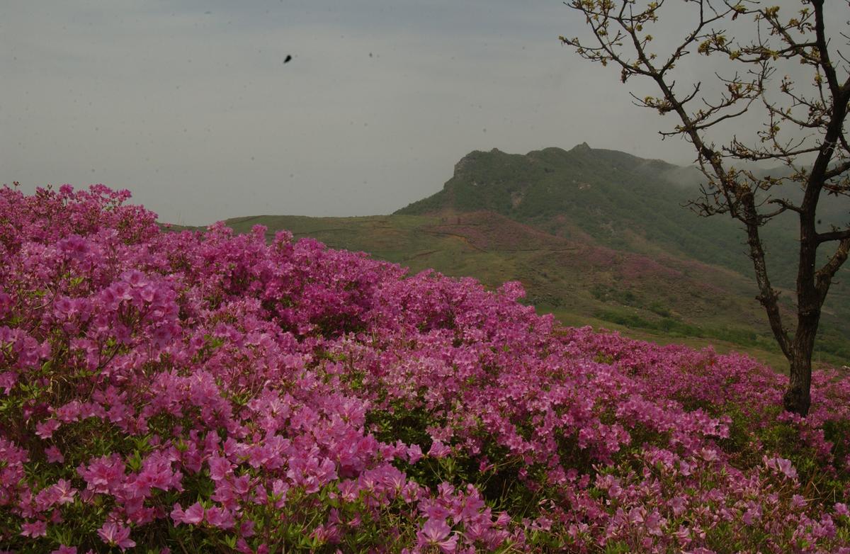2005황매산철쭉 -2