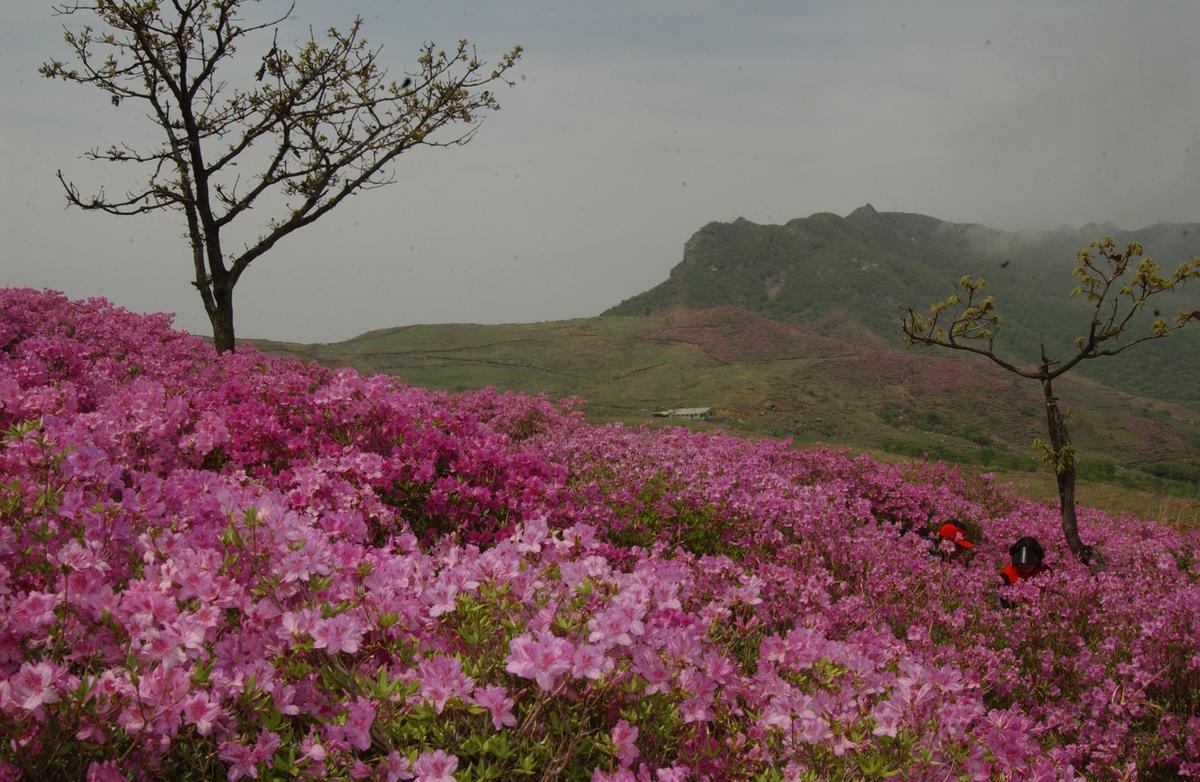 2005황매산철쭉 -2