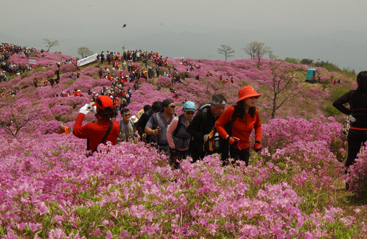 2005황매산철쭉 -2