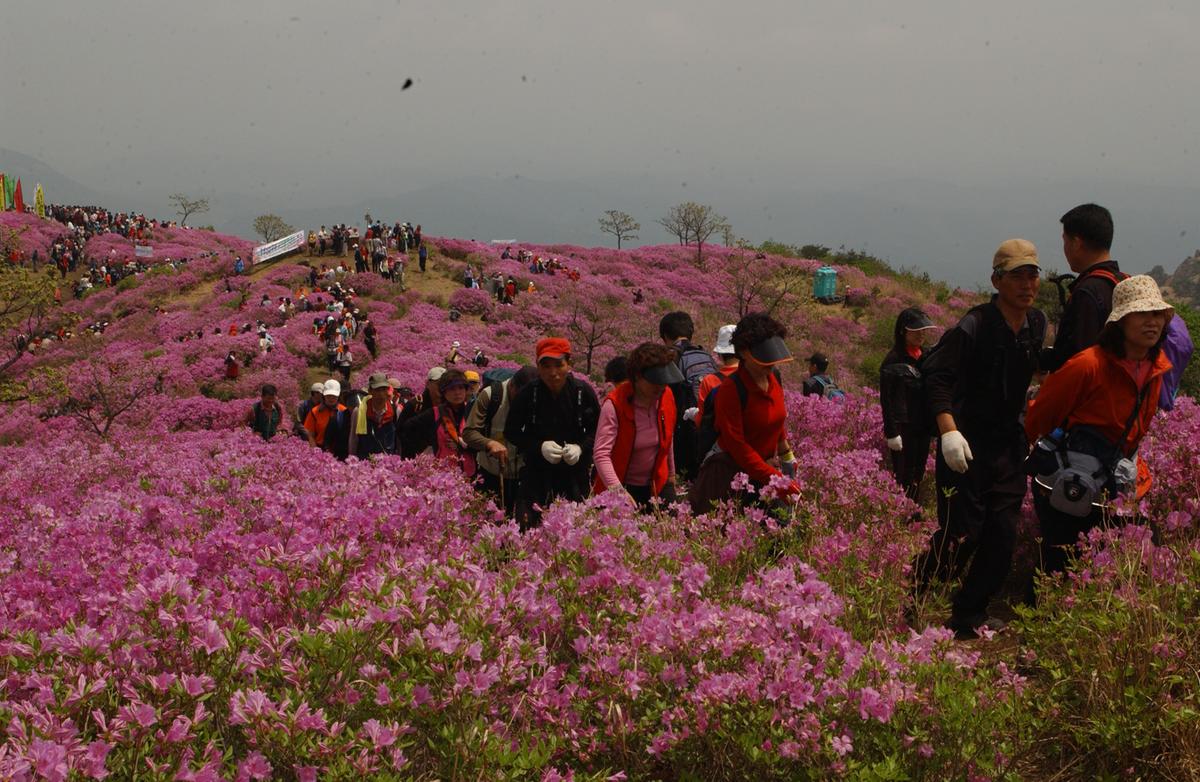 2005황매산철쭉 -2