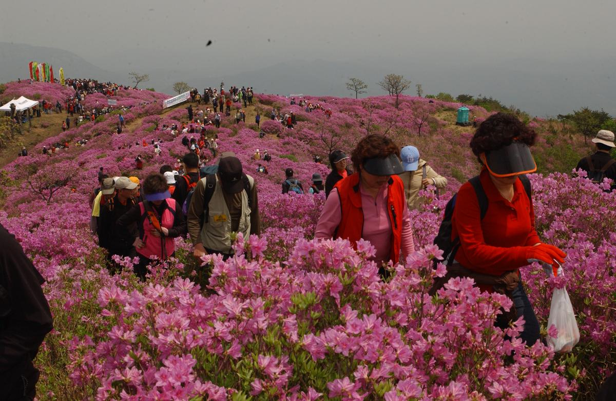 2005황매산철쭉 -2