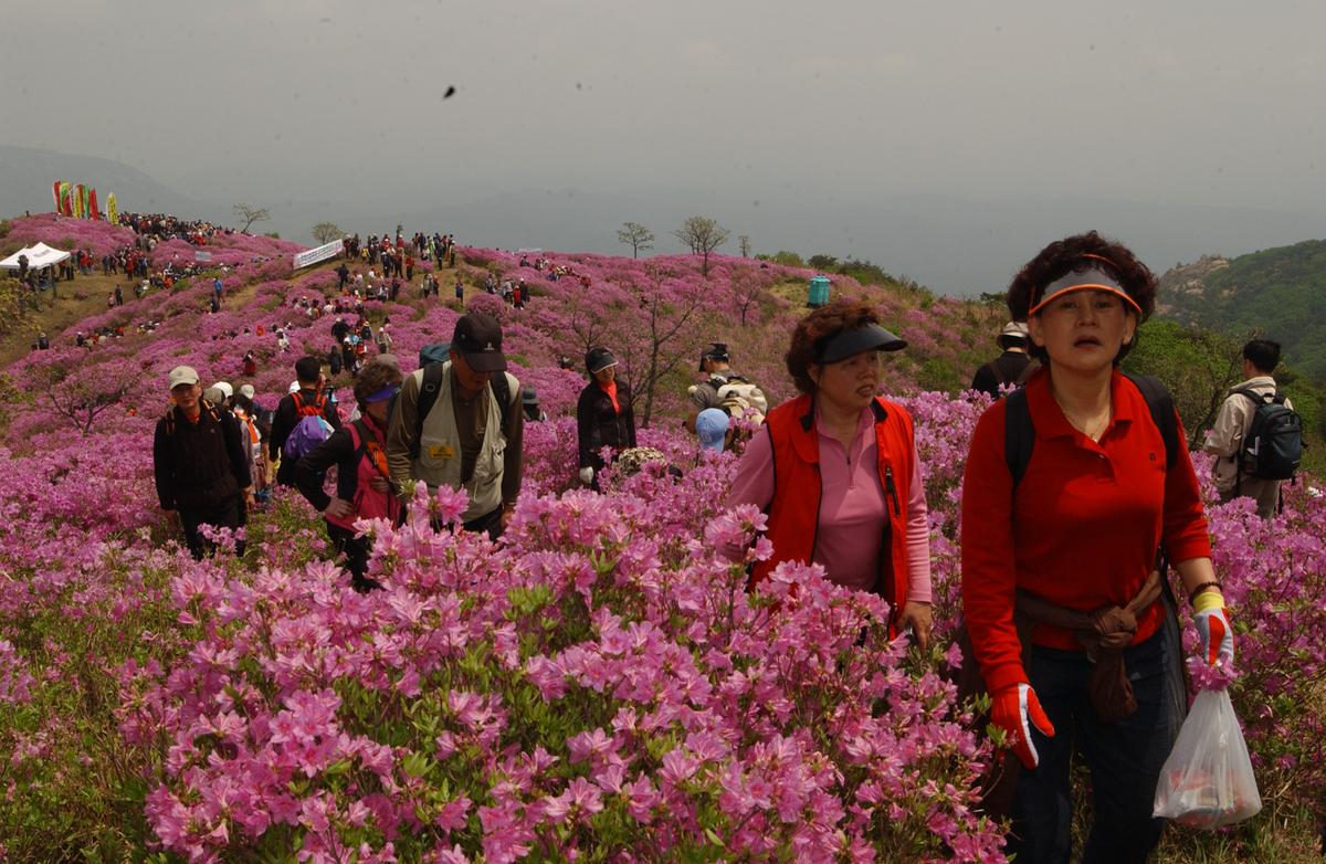 2005황매산철쭉 -2