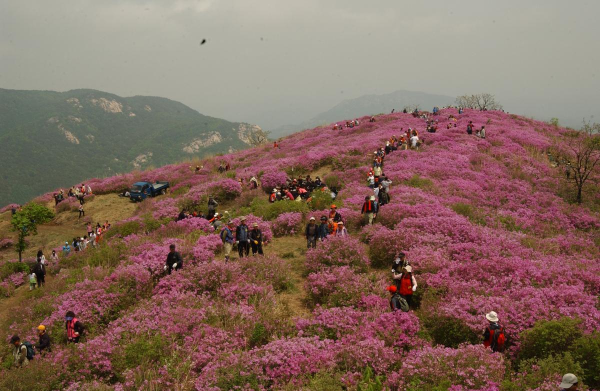 2005황매산철쭉 -3