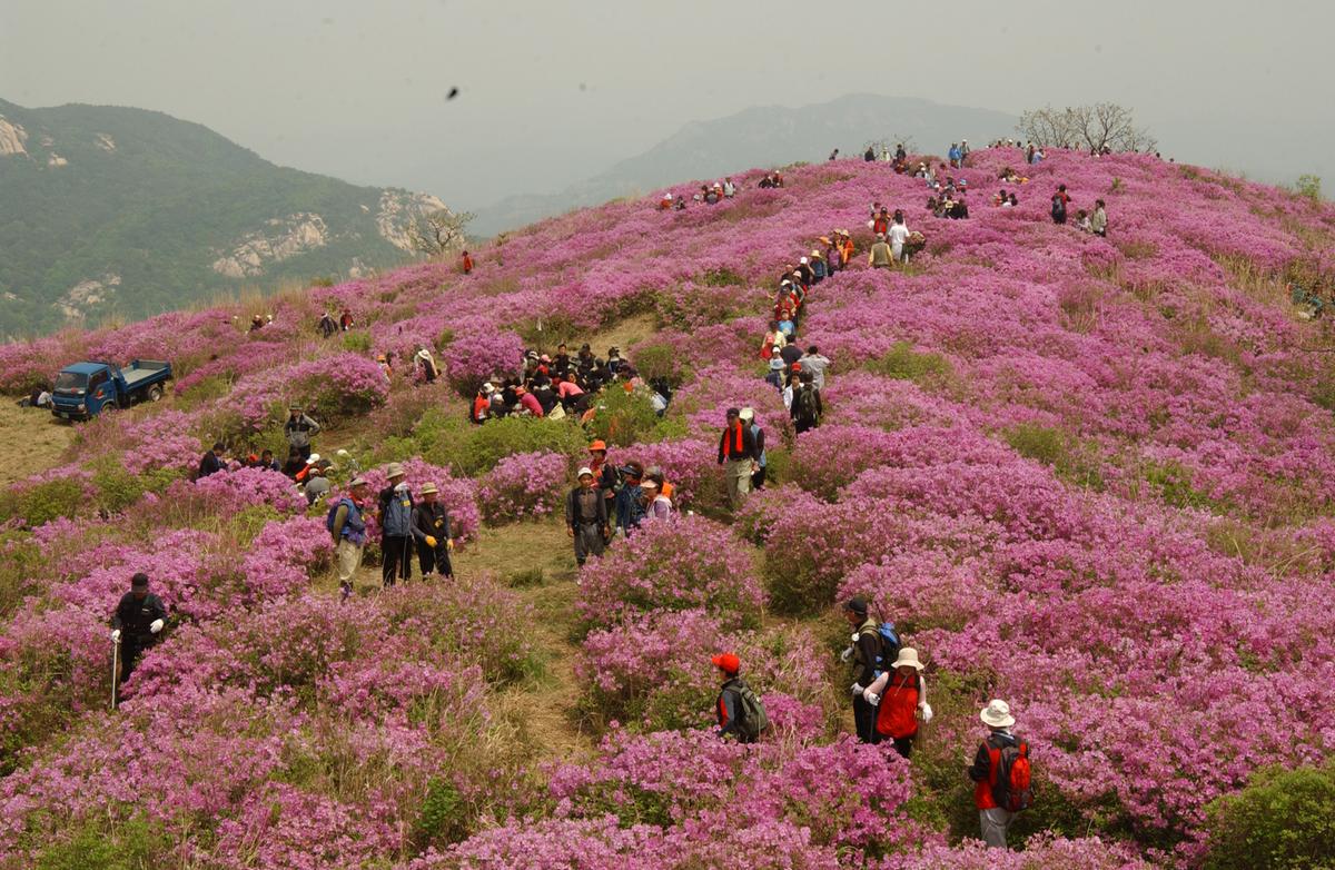 2005황매산철쭉 -3