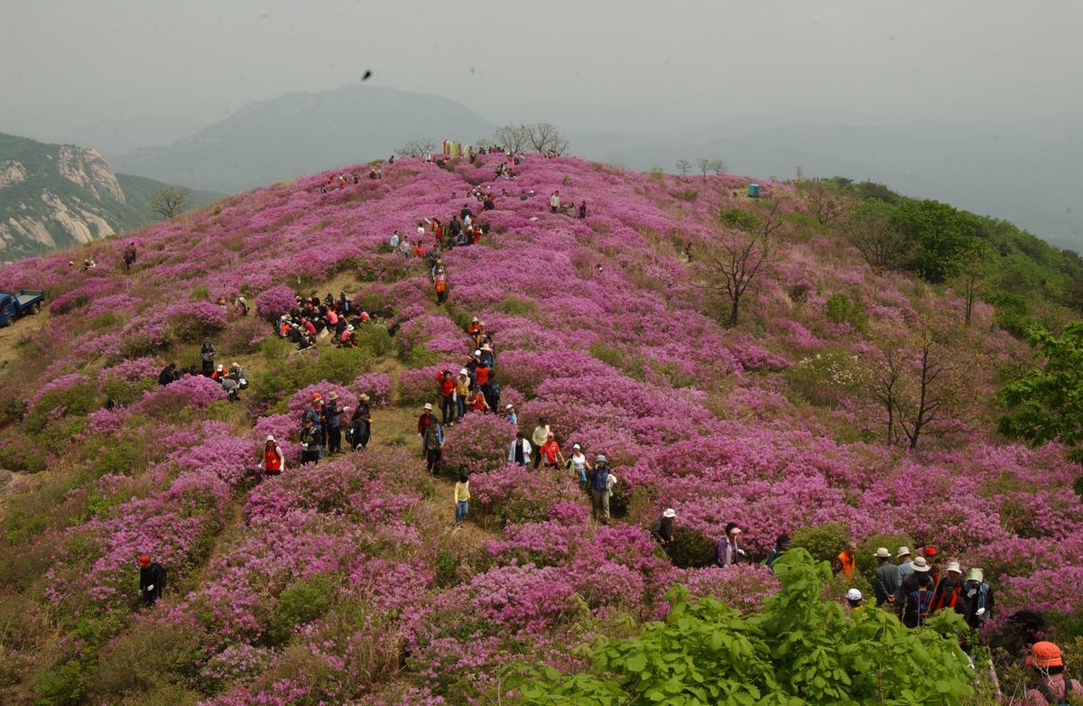 2005황매산철쭉 -3