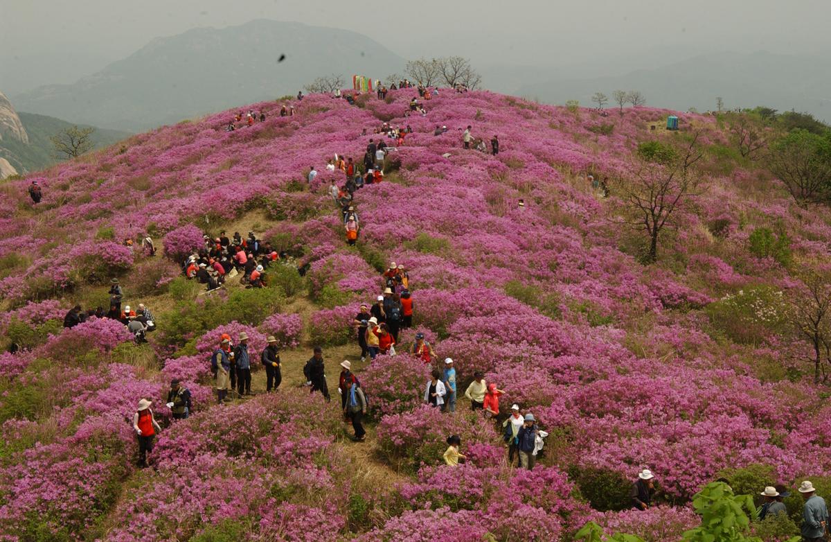 2005황매산철쭉 -3