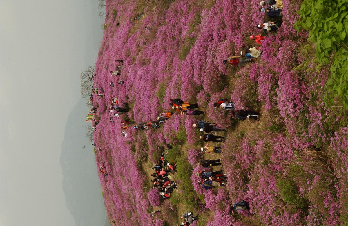 2005황매산철쭉 -3