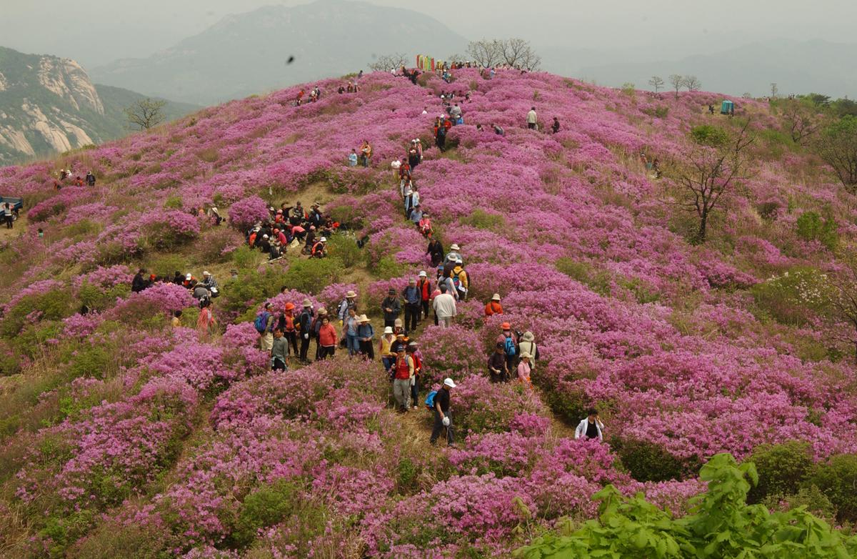 2005황매산철쭉 -3
