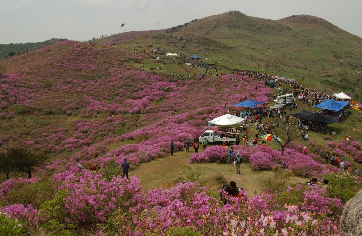 2005황매산철쭉 -3