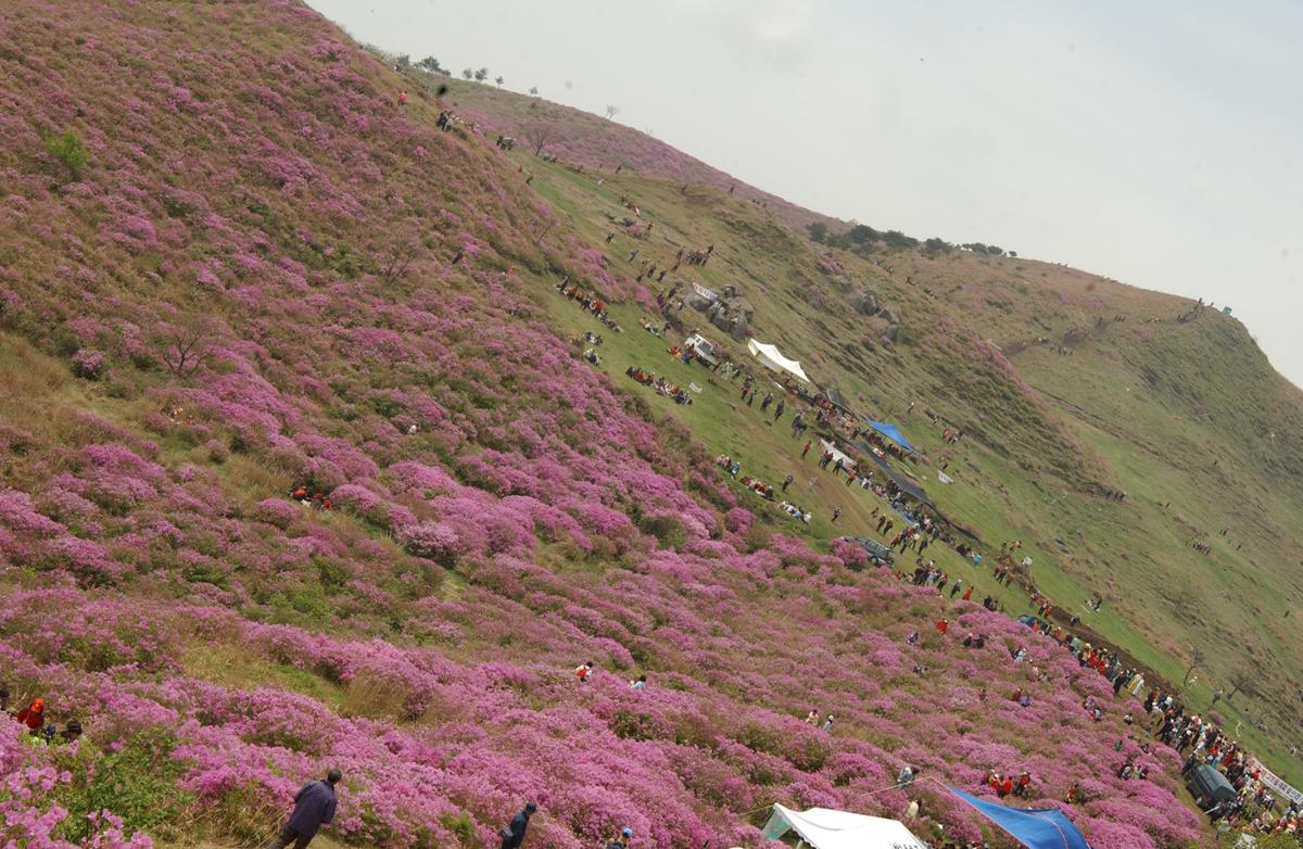 2005황매산철쭉 -3