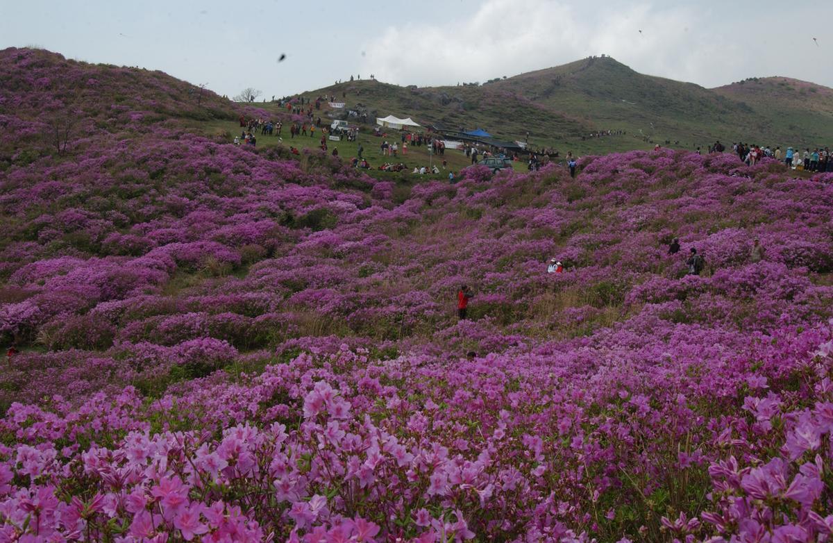 2005황매산철쭉 -3