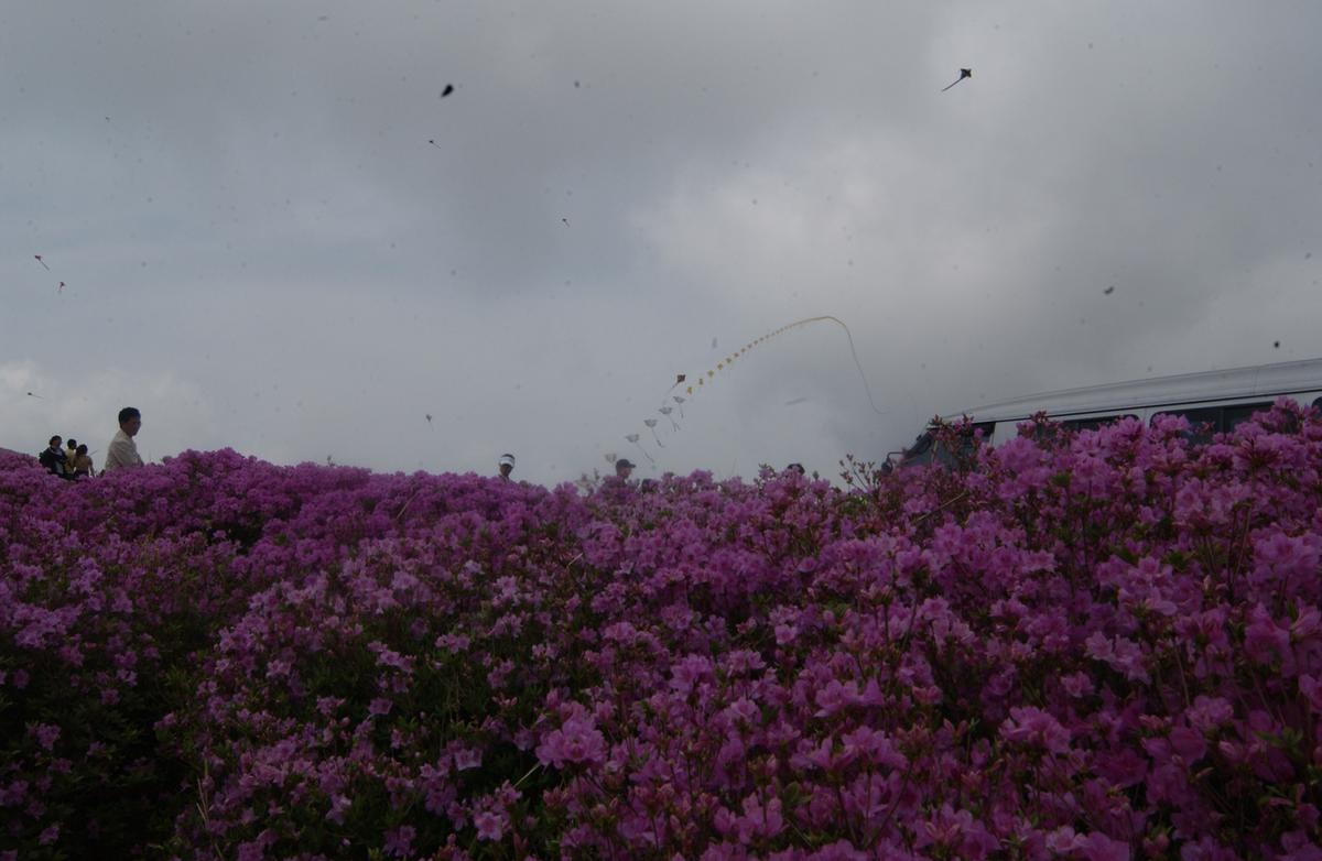 2005황매산철쭉 -3