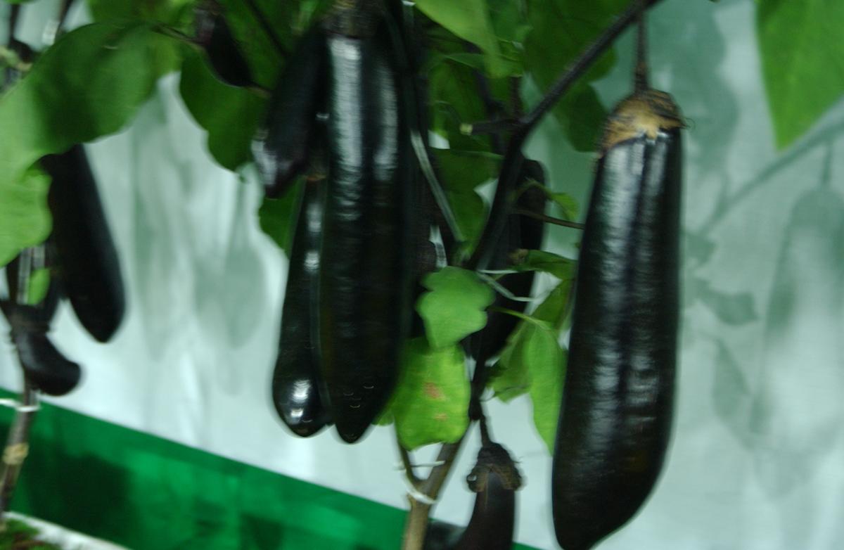 2005농산물엑스포-5