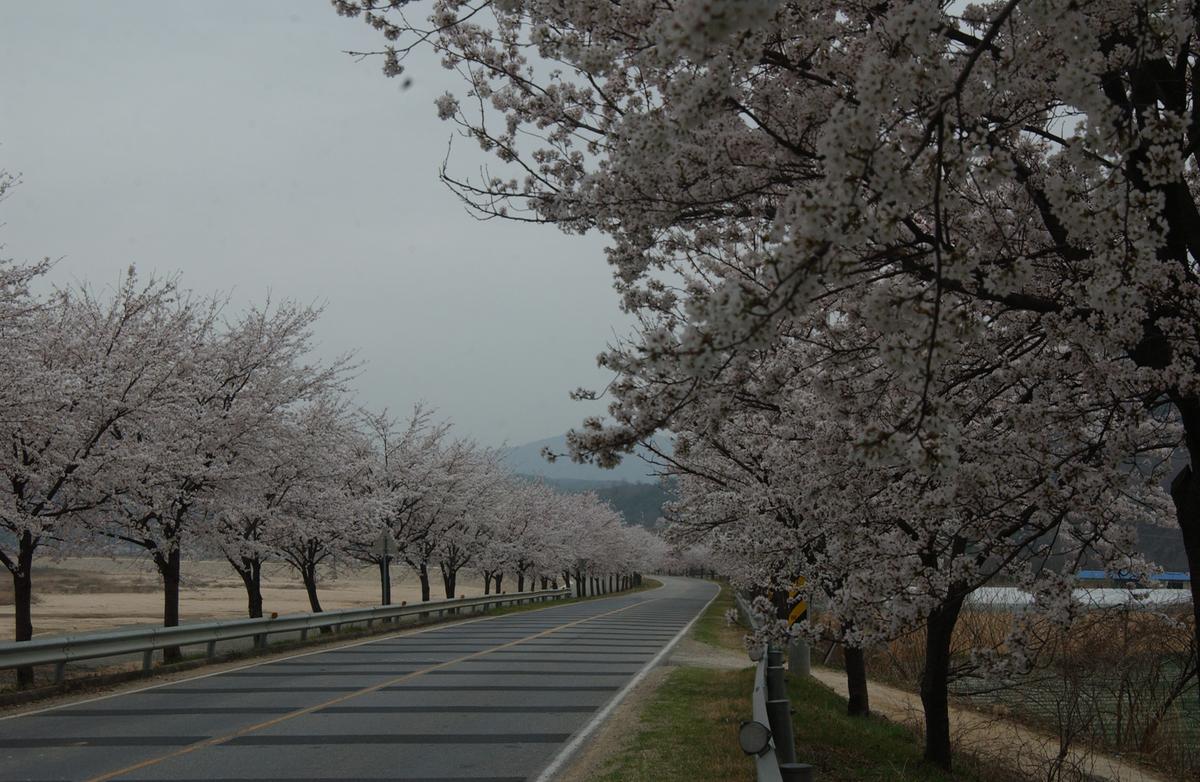 20050409 벚꽃길