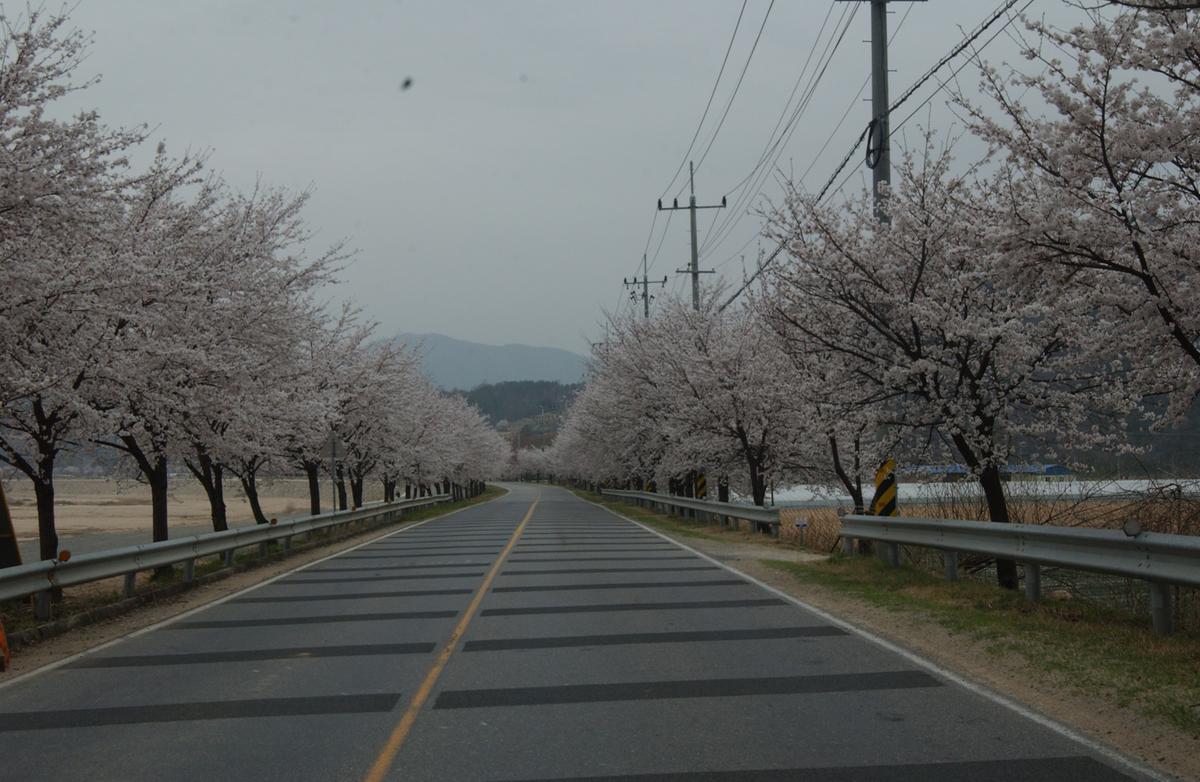 20050409 벚꽃길