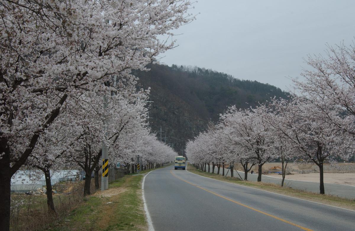20050409 벚꽃길