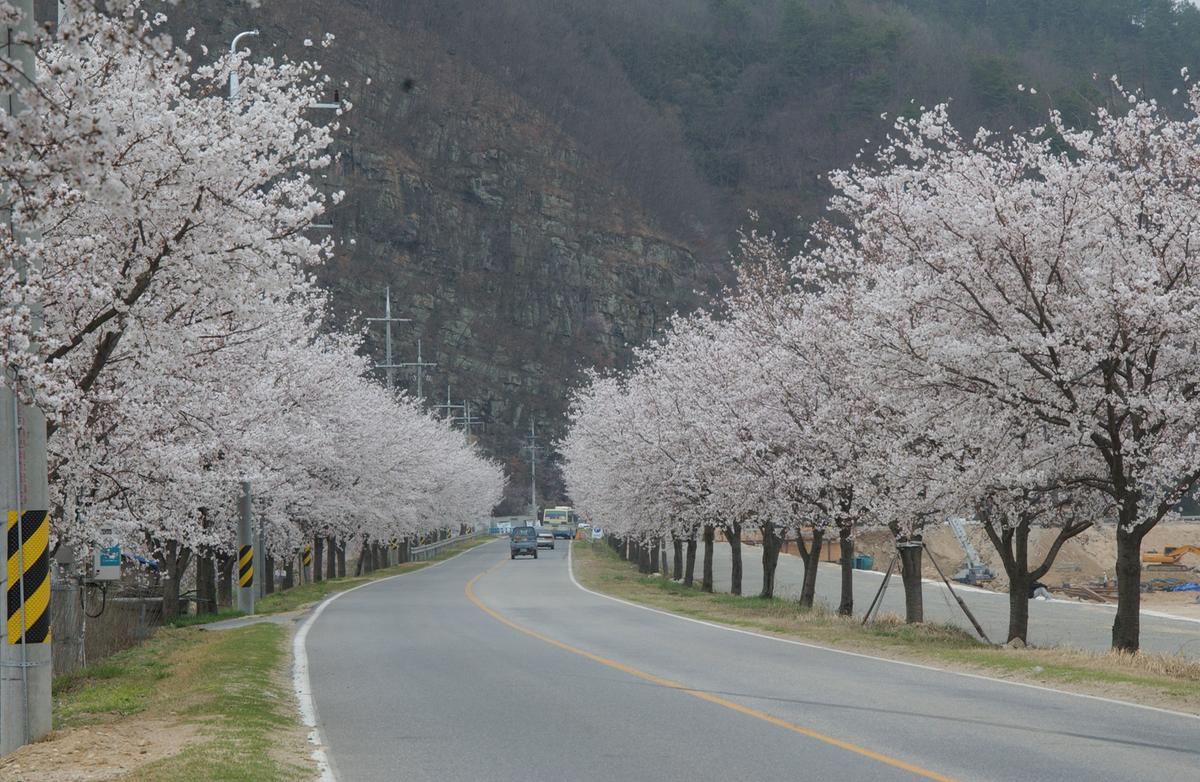 20050409 벚꽃길