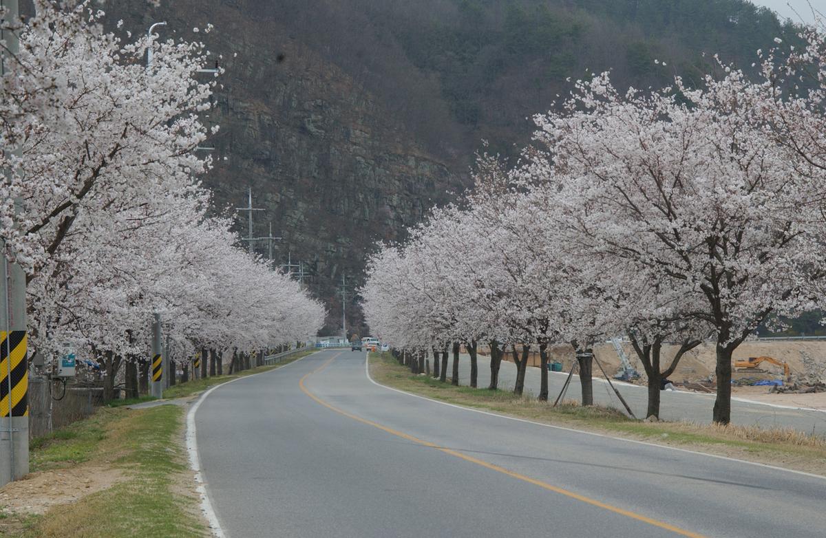 20050409 벚꽃길