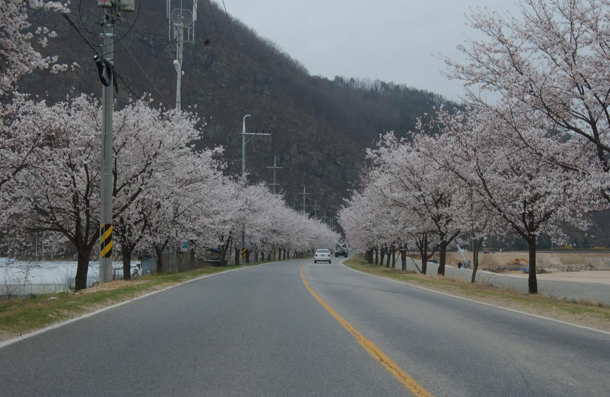 20050409 벚꽃길