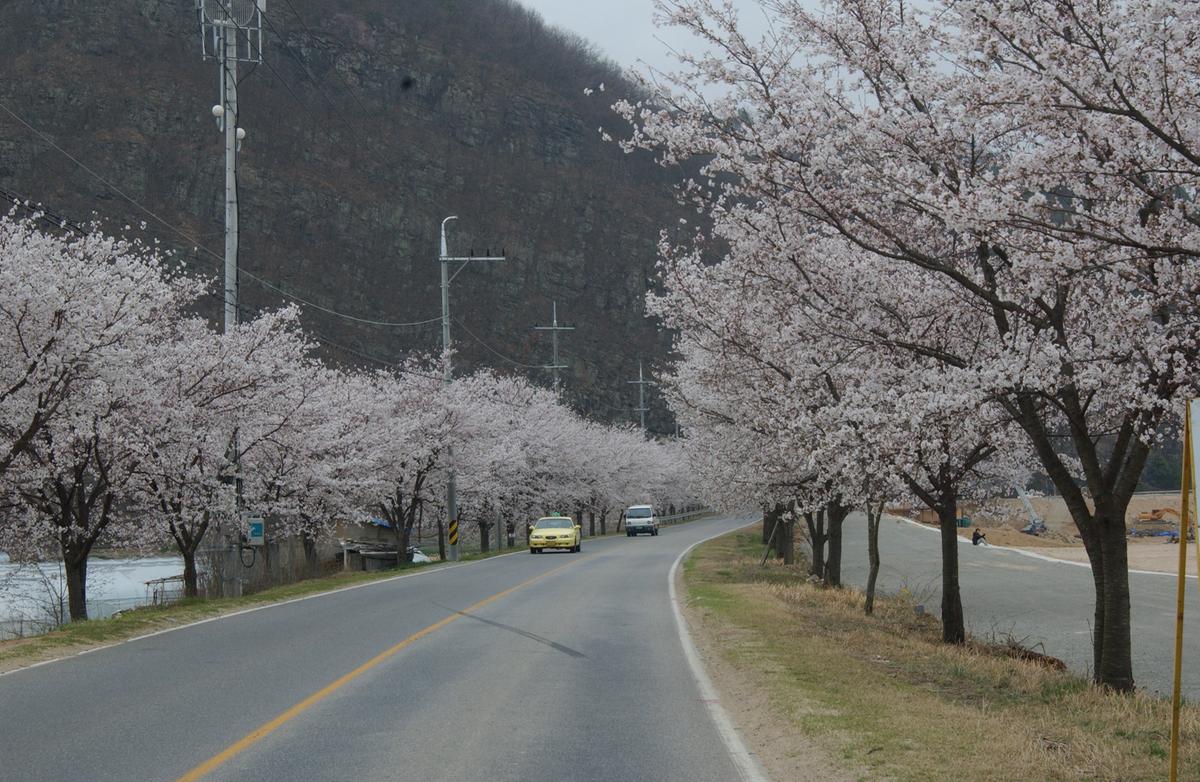 20050409 벚꽃길